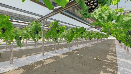 חקלאות סולארית ענבים -הדמיה